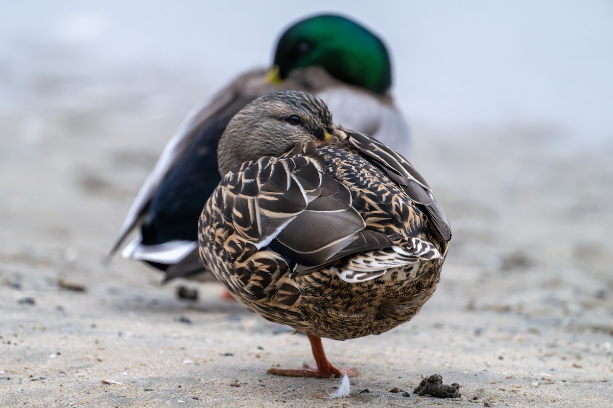 eBird Checklist - 31 Dec 2024 - Seabridge Park, Huntington Beach - 12 ...