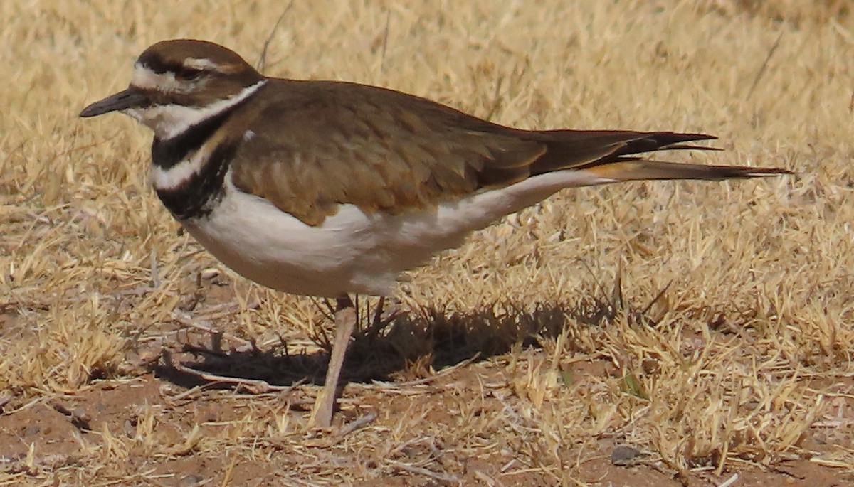 Killdeer - ML628319159