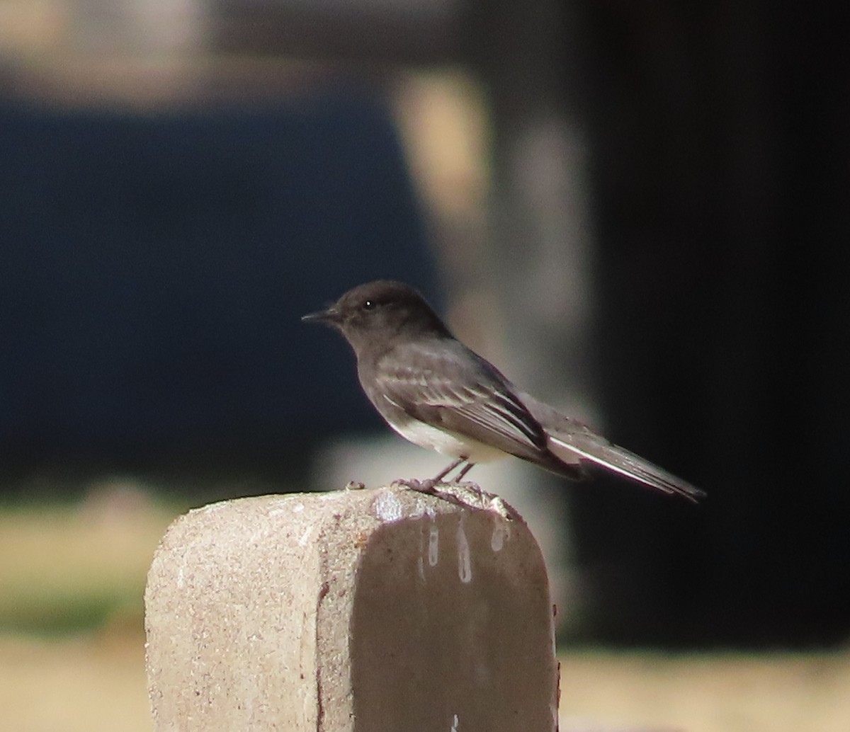 Black Phoebe - ML628319173