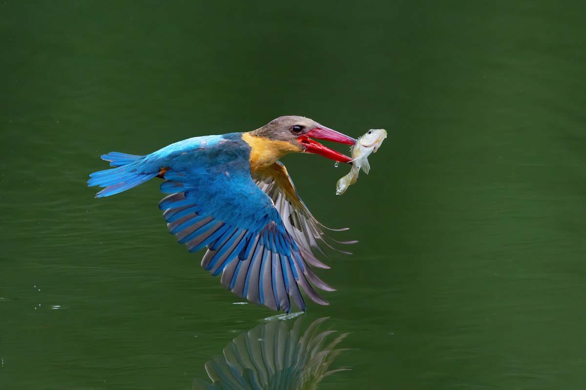 Stork-billed Kingfisher - ML628319211