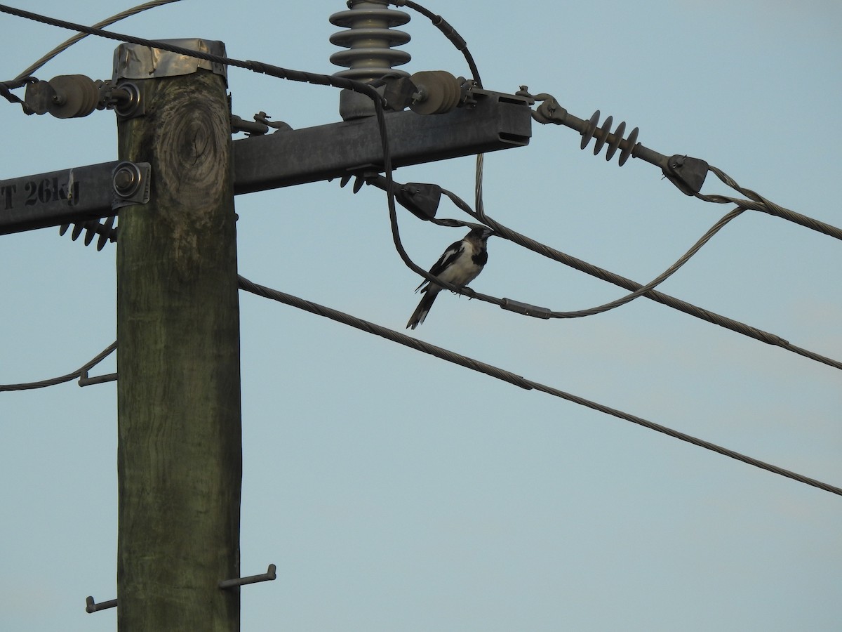 Pied Butcherbird - ML628319220