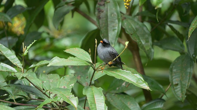 Black-faced Solitaire - ML628319301