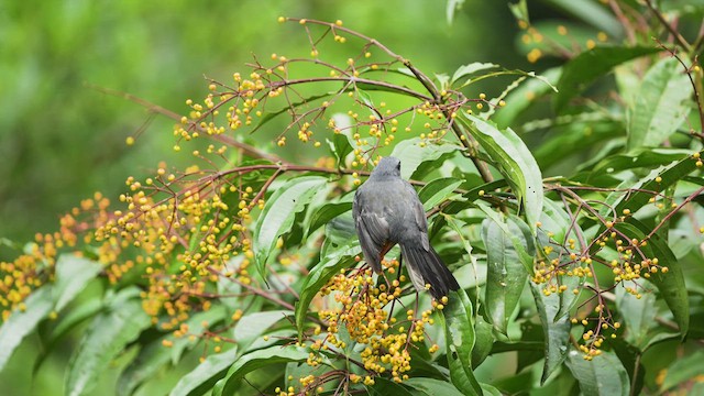 Black-faced Solitaire - ML628319308