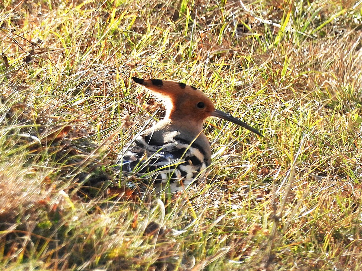 Common Hoopoe - ML628319371