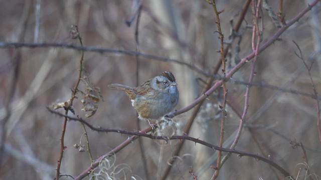 Swamp Sparrow - ML628319392