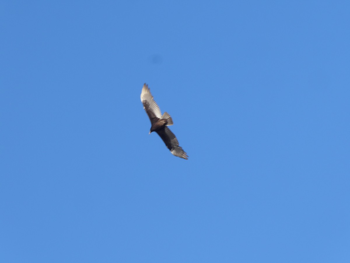 ヒメコンドル - ML628319461