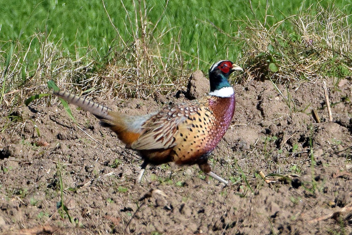 Ring-necked Pheasant - ML628319486