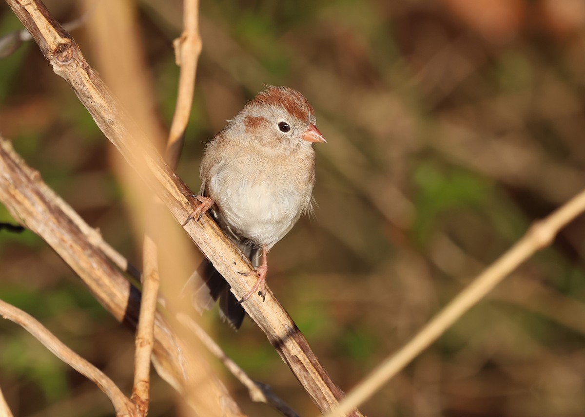 Field Sparrow - ML628319553