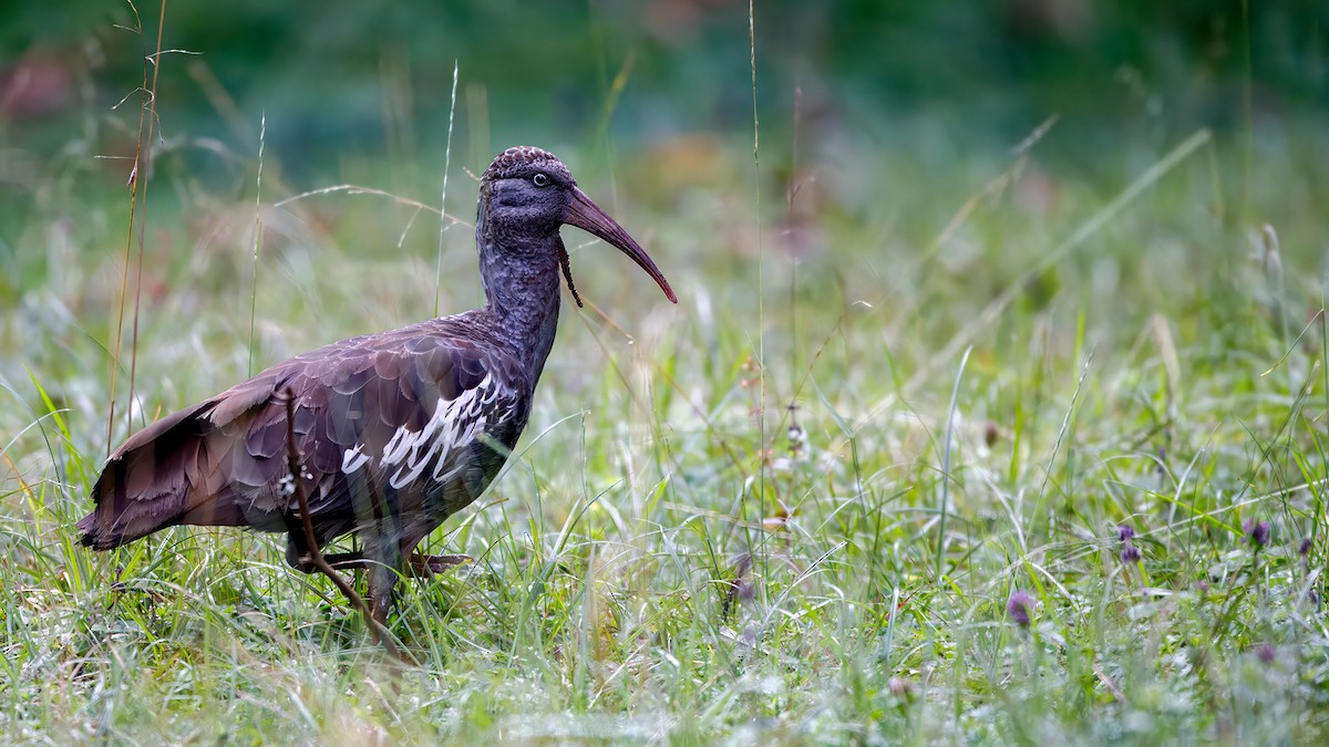 Ibis caronculé - ML628319634
