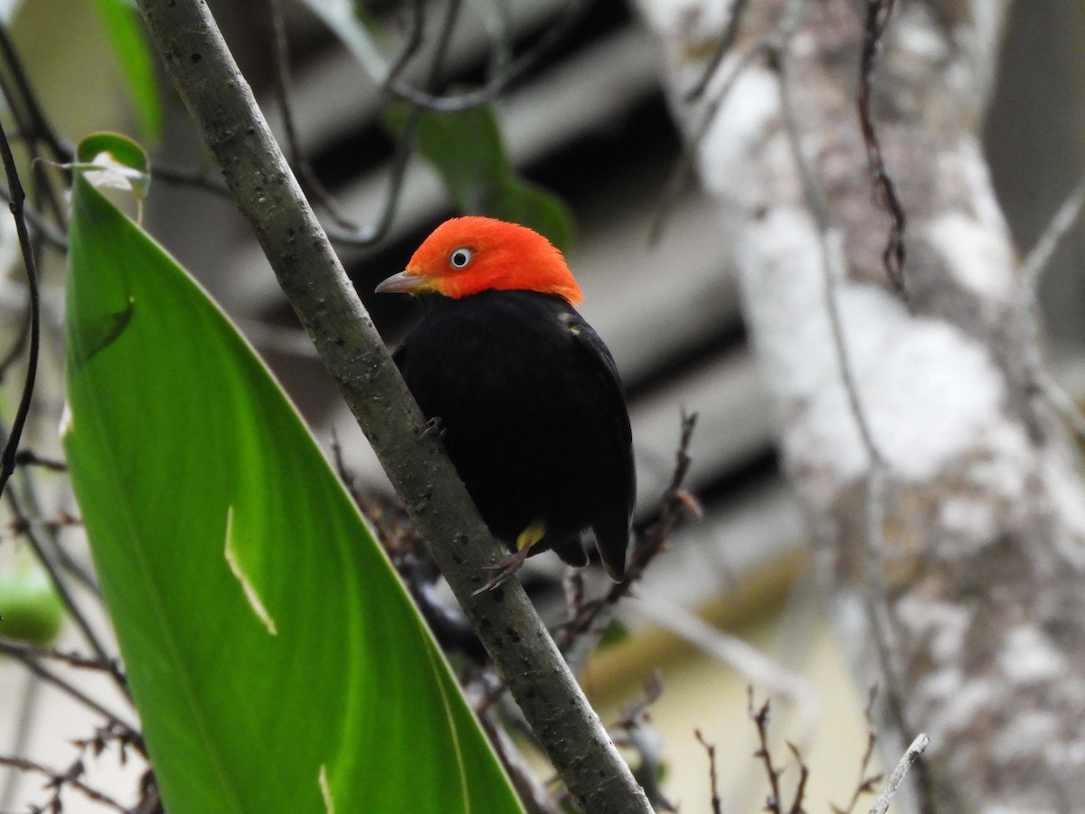 Red-capped Manakin - ML628319707
