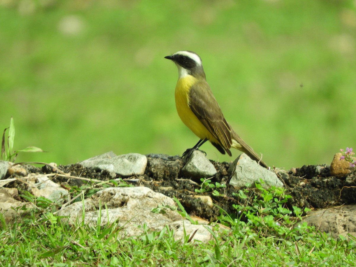 Social Flycatcher - ML628319716