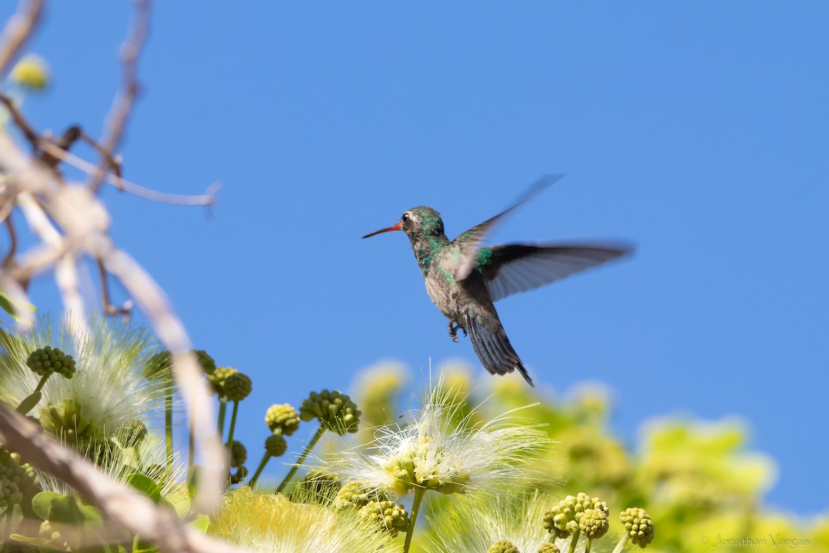 Tres Marias Hummingbird - ML628319766