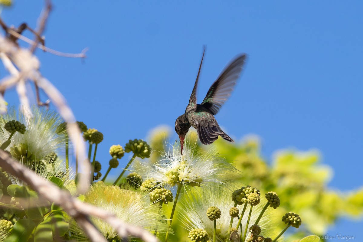 Tres Marias Hummingbird - ML628319767