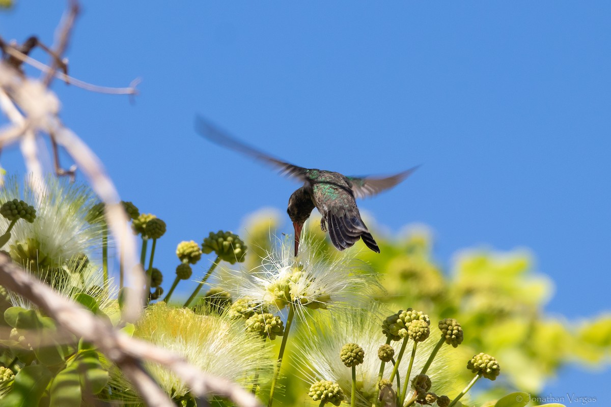 Tres Marias Hummingbird - ML628319768