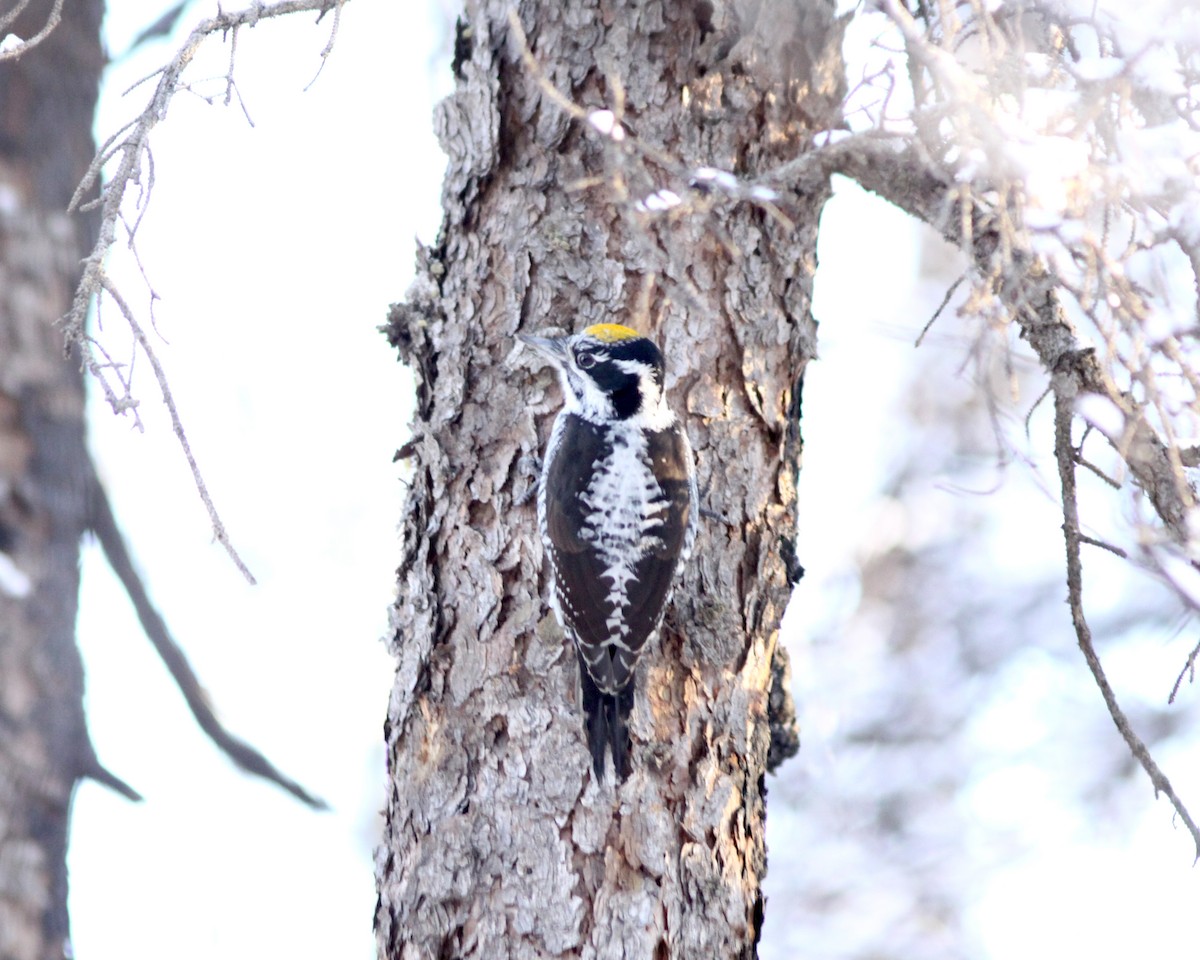 American Three-toed Woodpecker - ML628319871