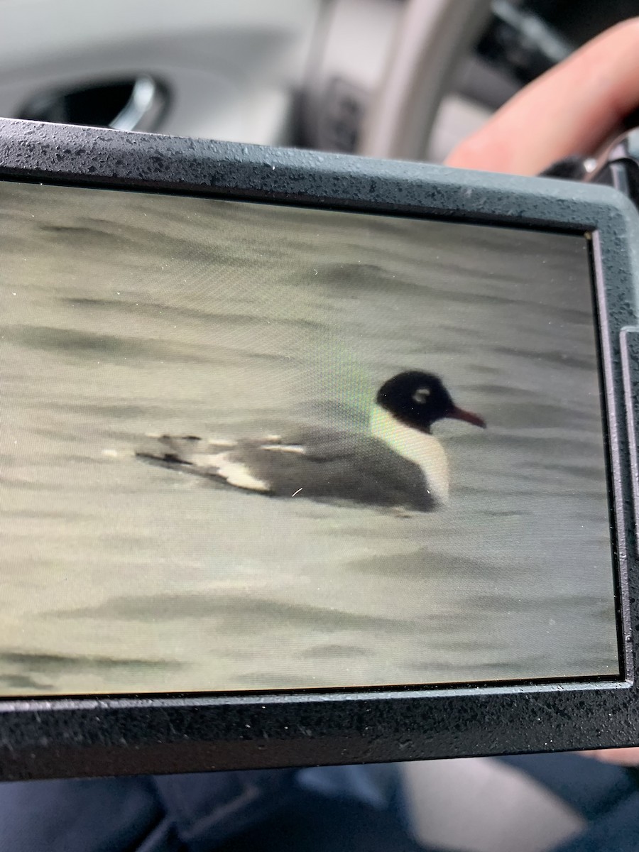 Franklin's Gull - ML628319913