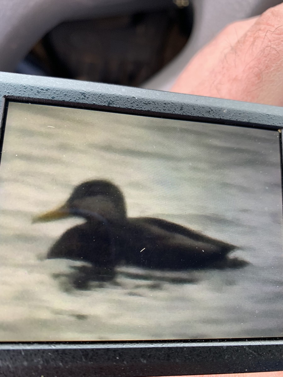 American Black Duck - ML628319963