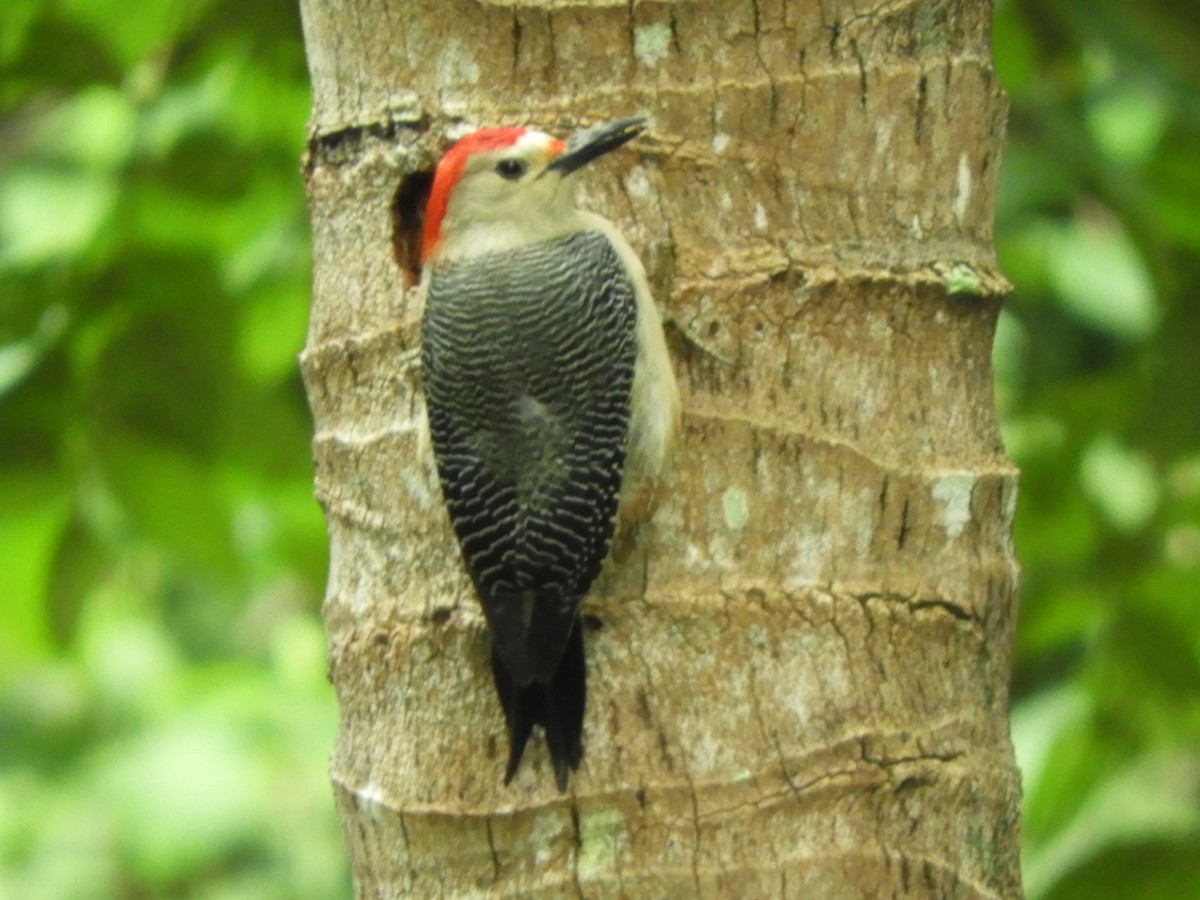 Golden-fronted Woodpecker - ML628320023