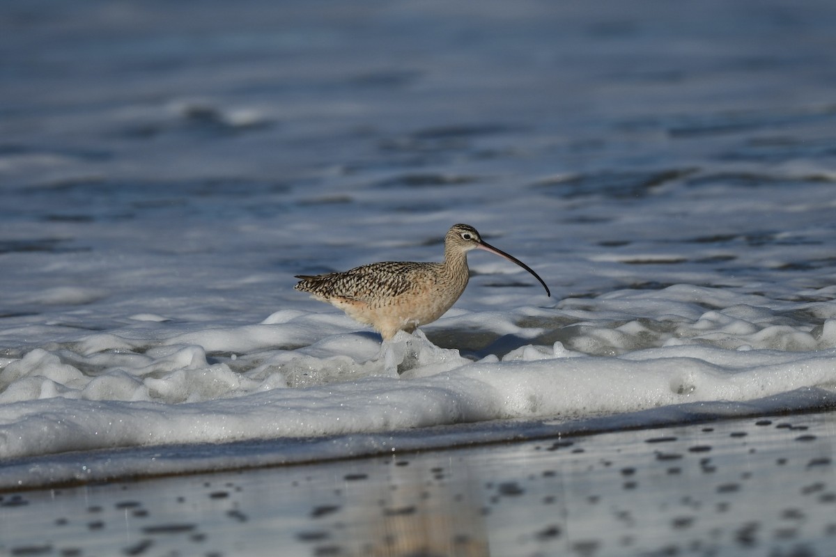 Long-billed Curlew - ML628320035