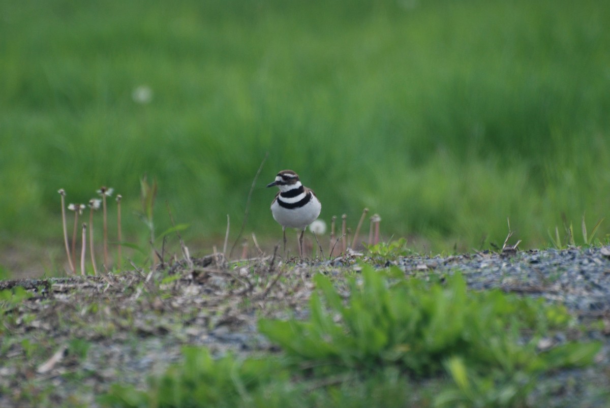 Killdeer - ML628320045