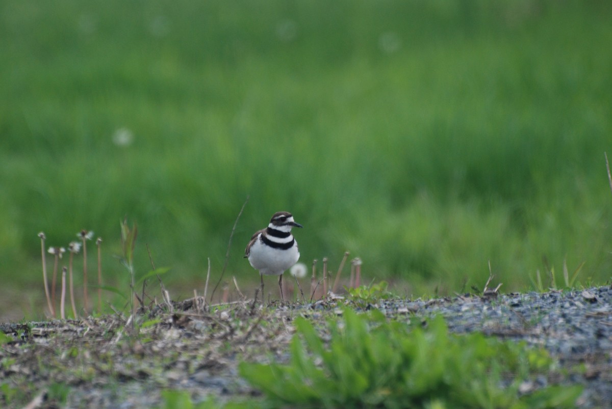 Killdeer - ML628320077