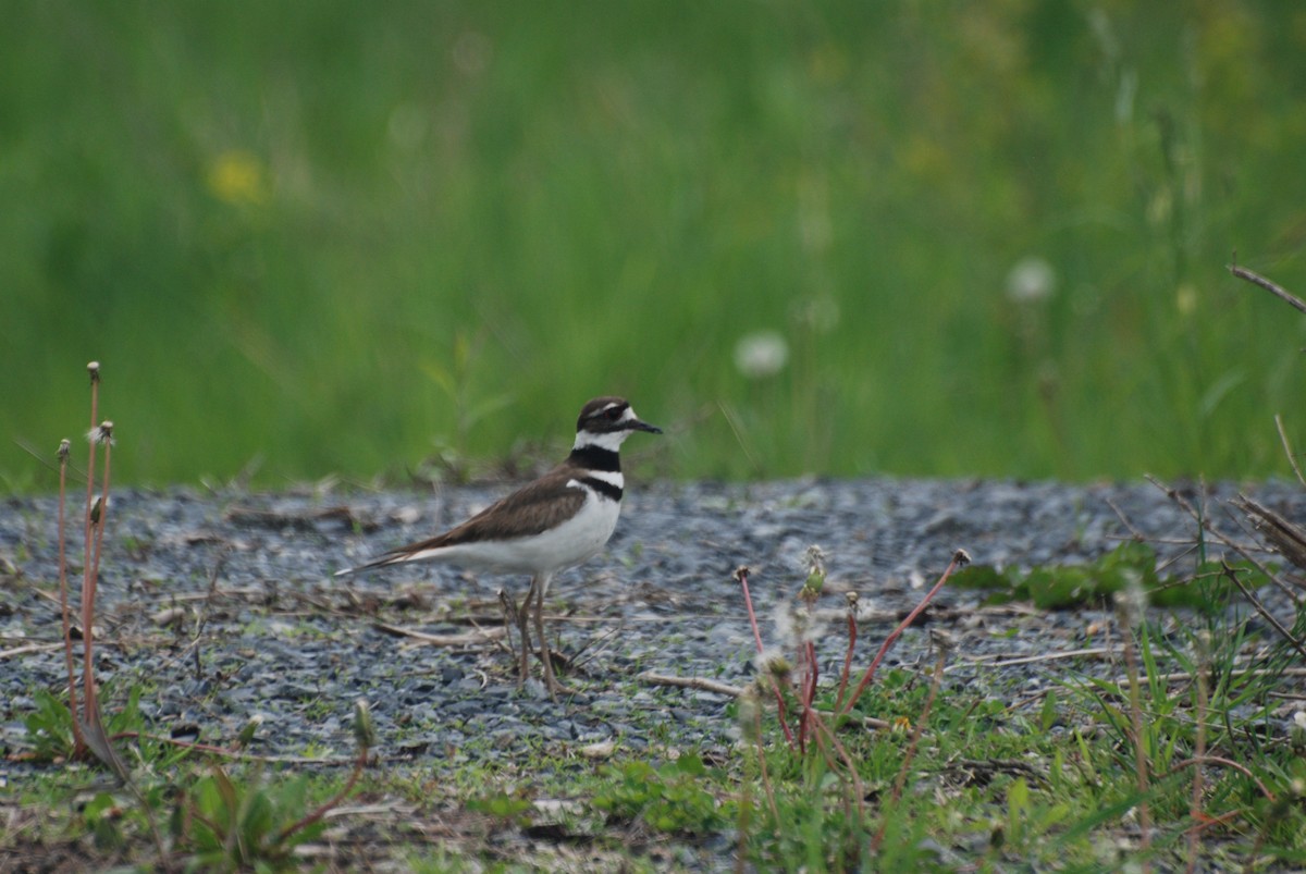 Killdeer - ML628320091