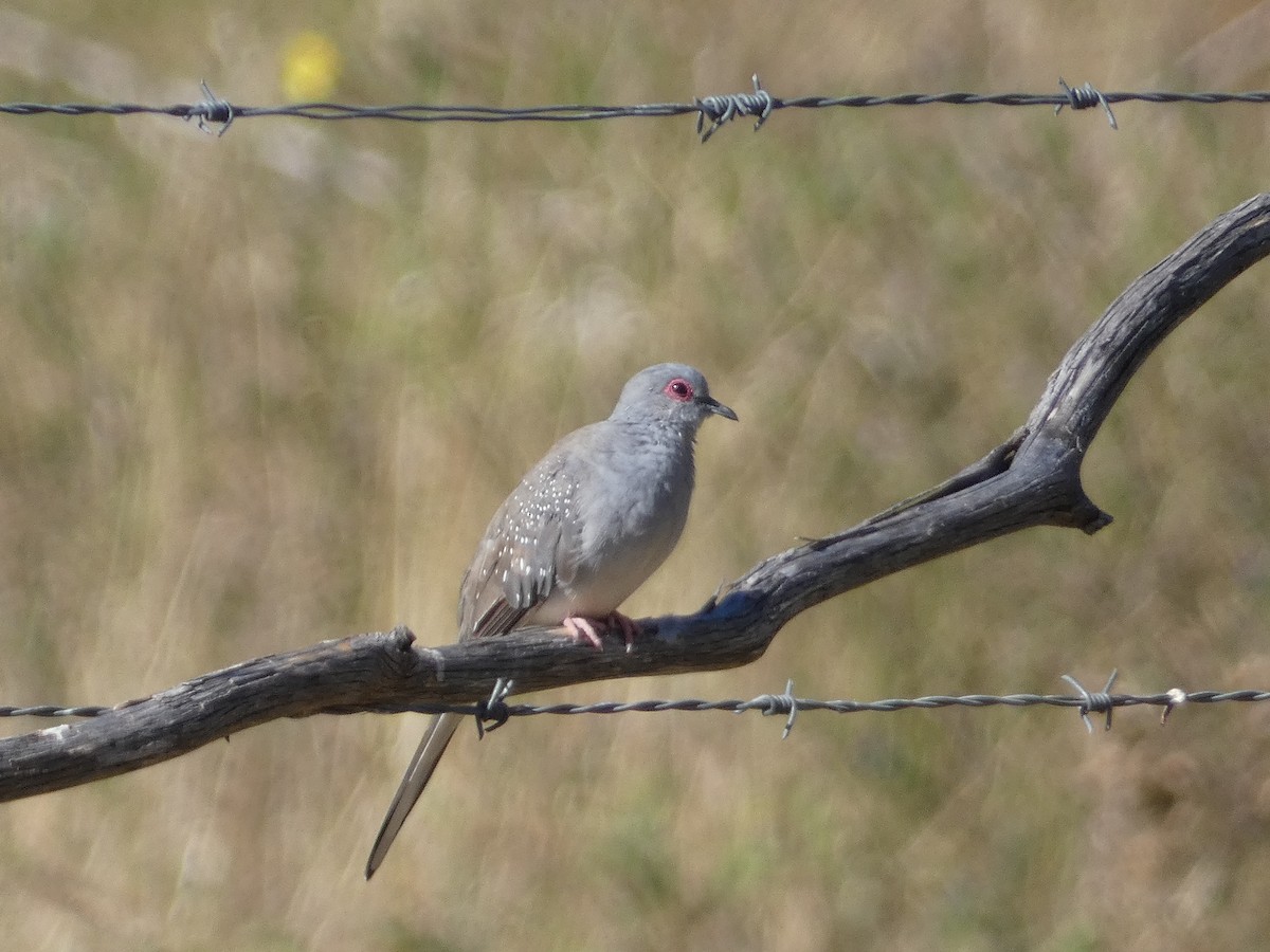 Diamond Dove - ML628320129