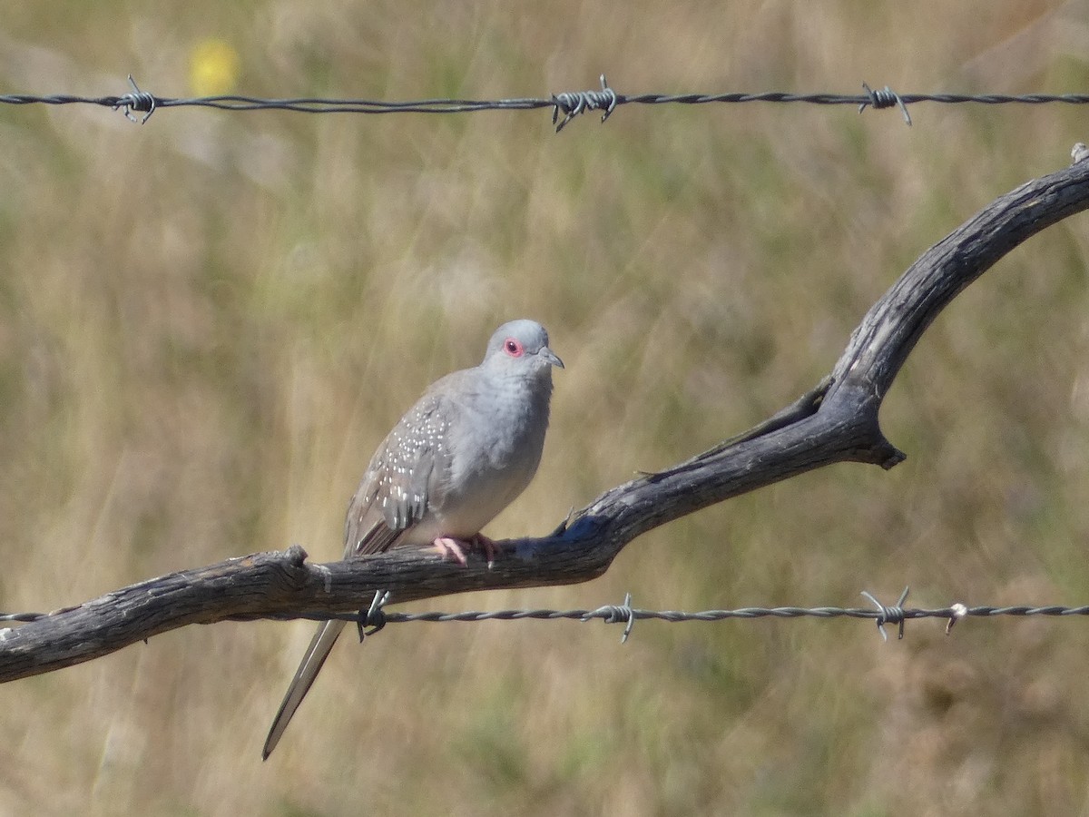 Diamond Dove - ML628320130