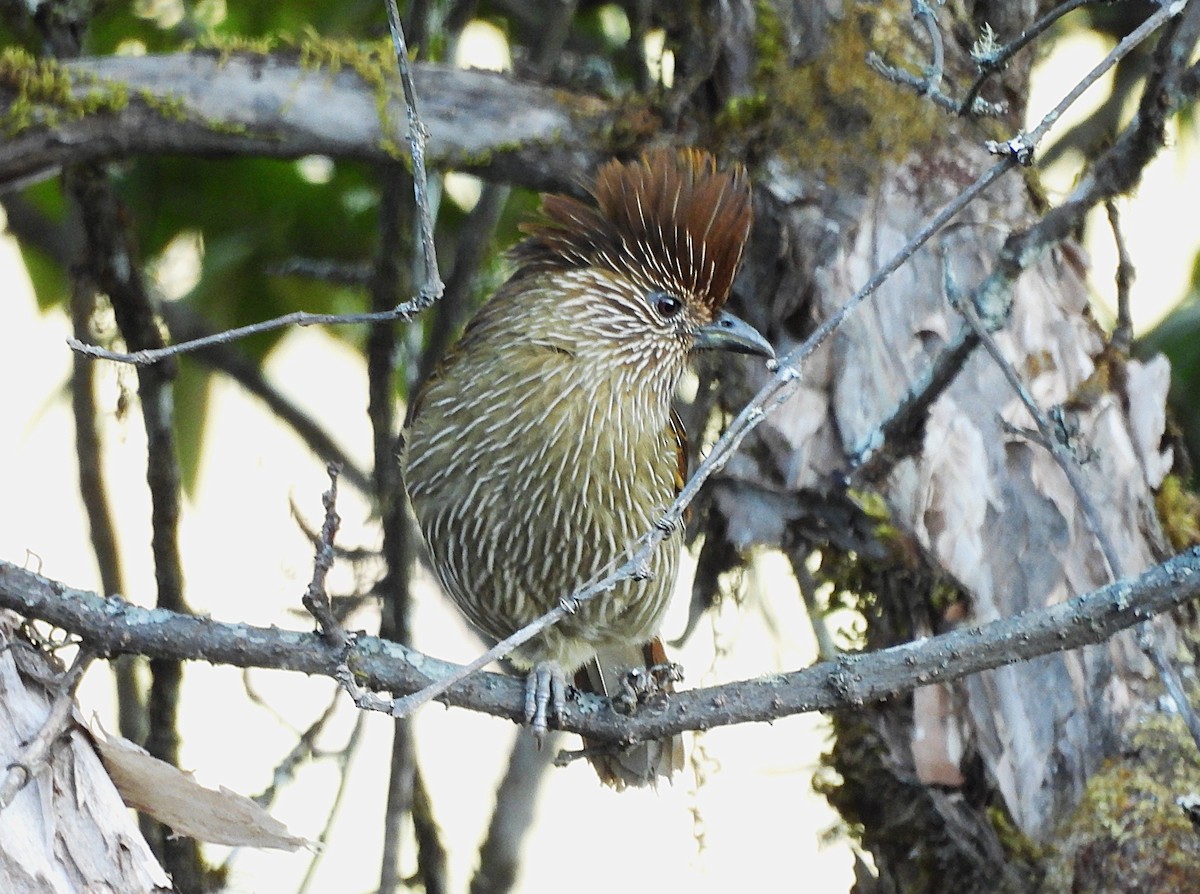 Striated Laughingthrush - ML628320206