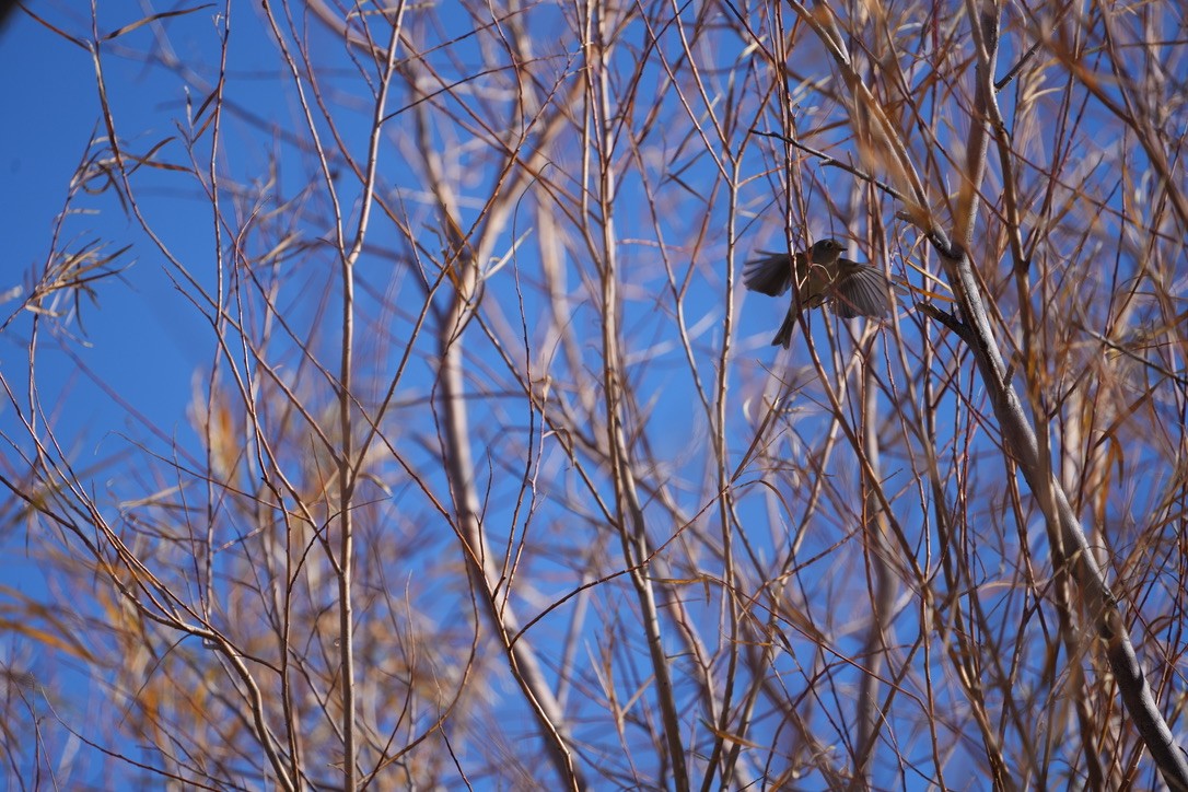 Ruby-crowned Kinglet - ML628320209