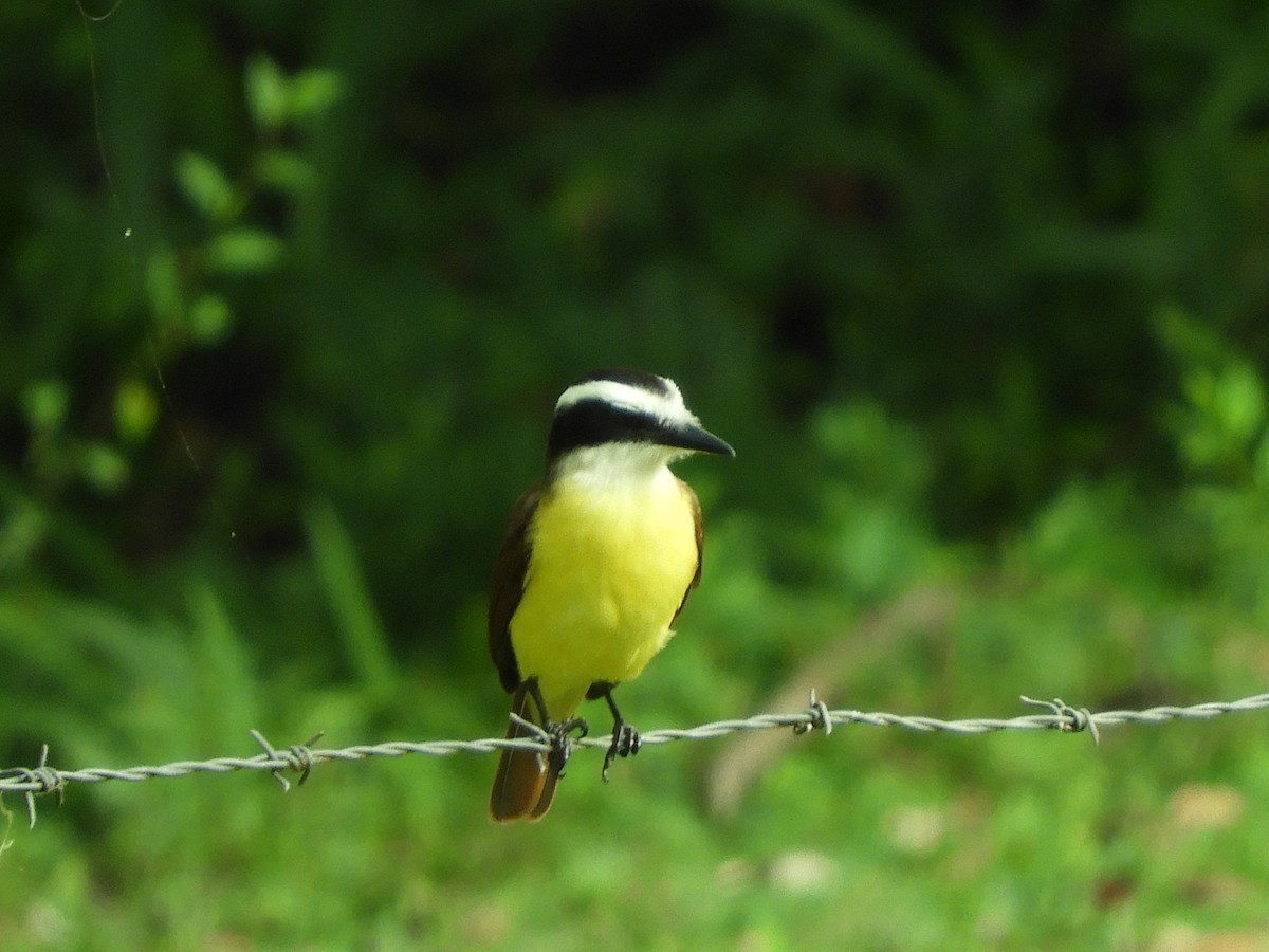 Great Kiskadee - ML628320234