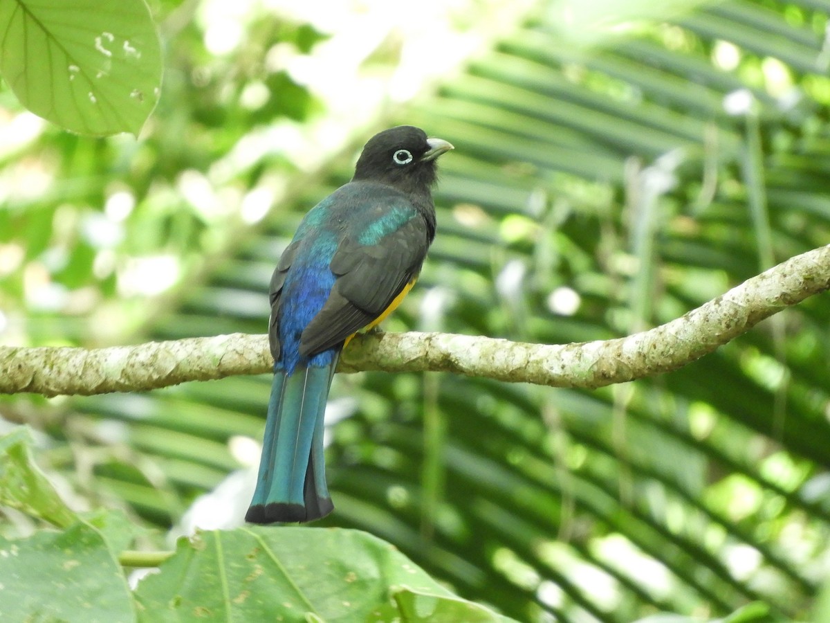 Black-headed Trogon - ML628320258