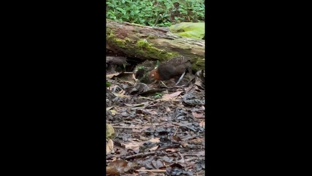 Chestnut Wood-Quail - ML628320388