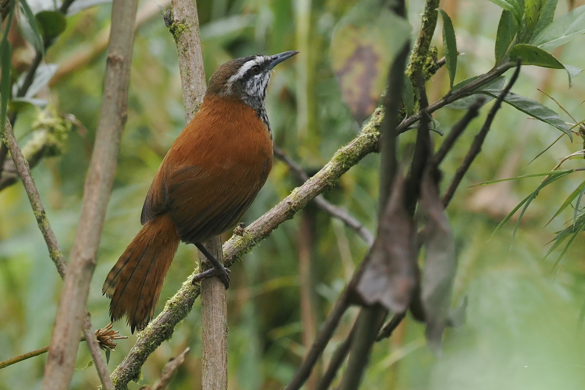 Inca Wren - ML628320492