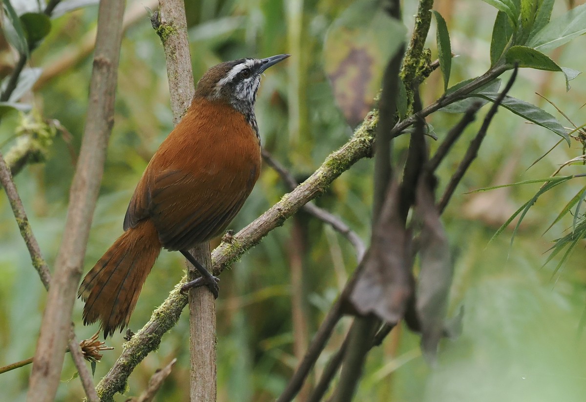 Inca Wren - ML628320529