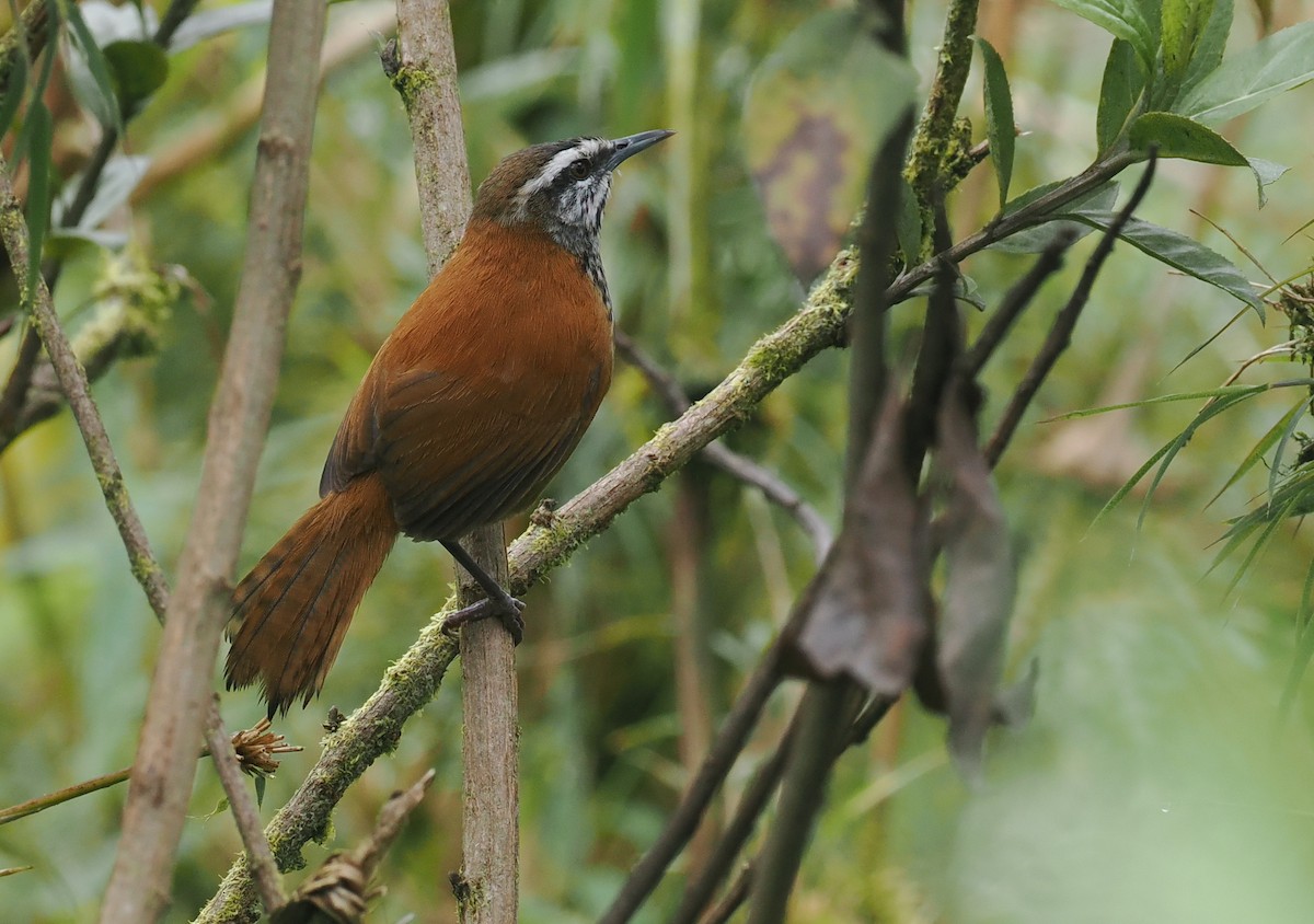 Inca Wren - ML628320554