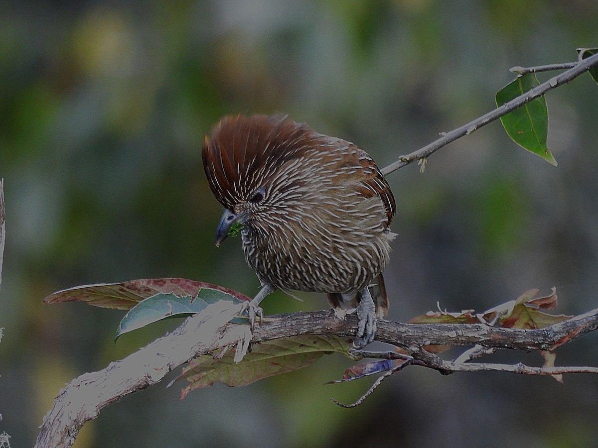 Striated Laughingthrush - ML628320557