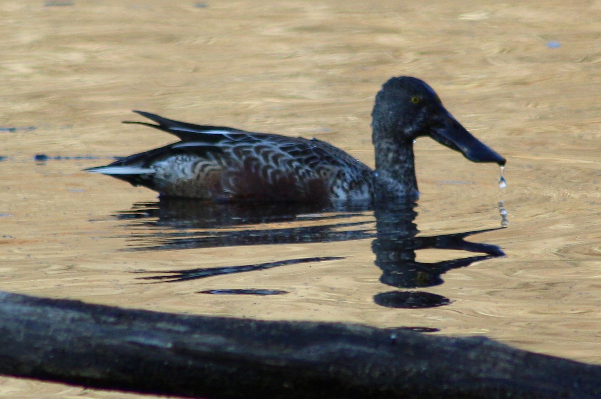 lžičák pestrý - ML628320662