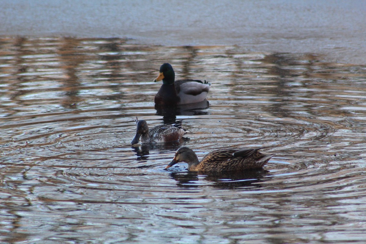 lžičák pestrý - ML628320663