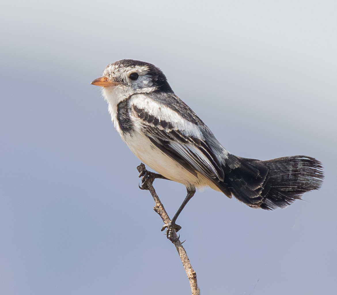 Cock-tailed Tyrant - ML628320674