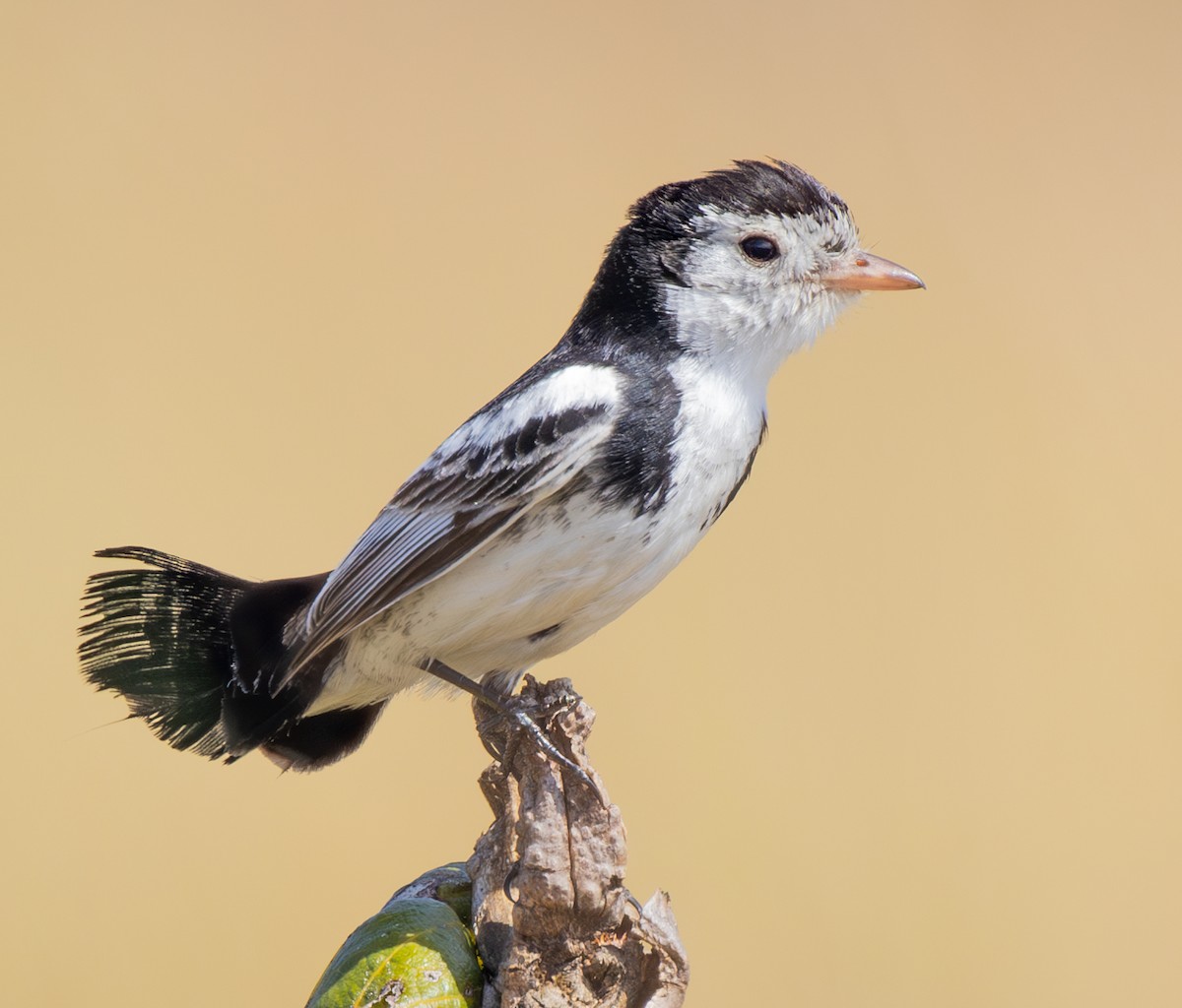 Cock-tailed Tyrant - ML628320675