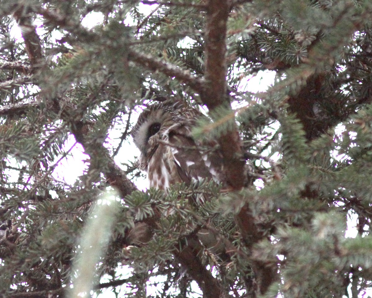 Northern Saw-whet Owl (acadicus) - ML628320710