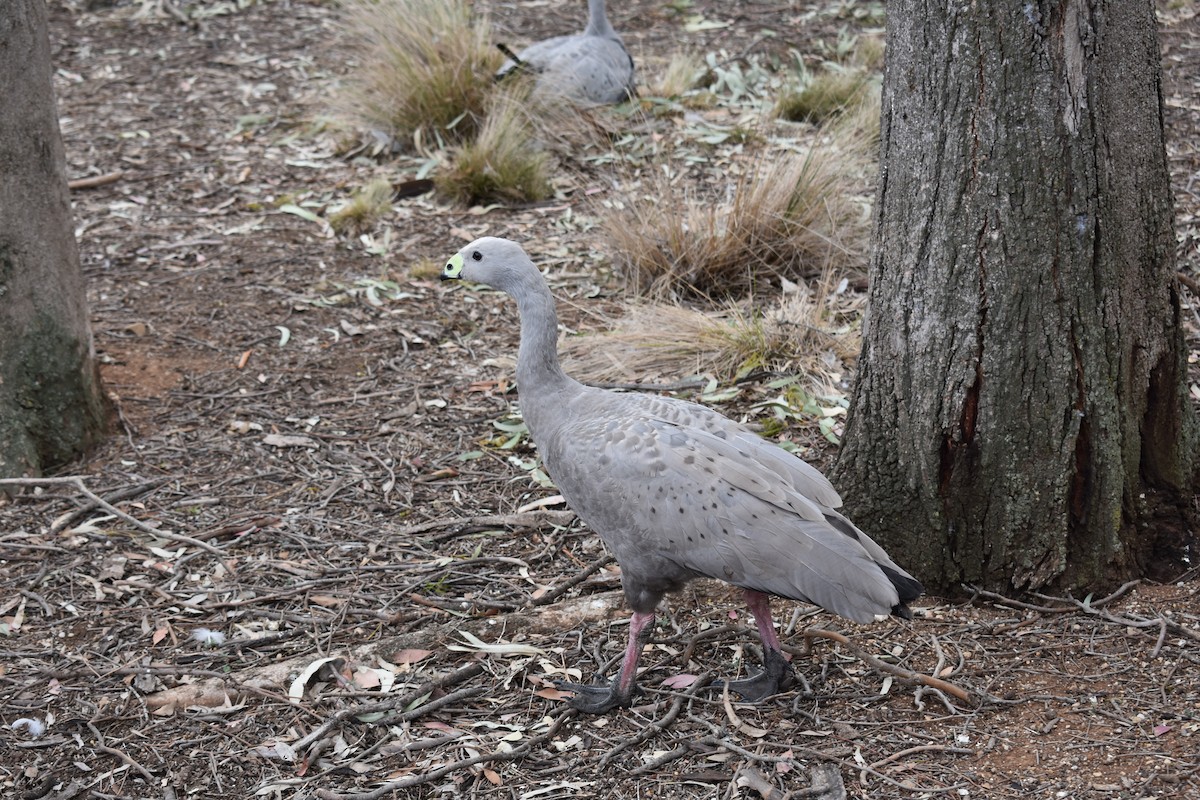 Cape Barren Goose - ML628321308