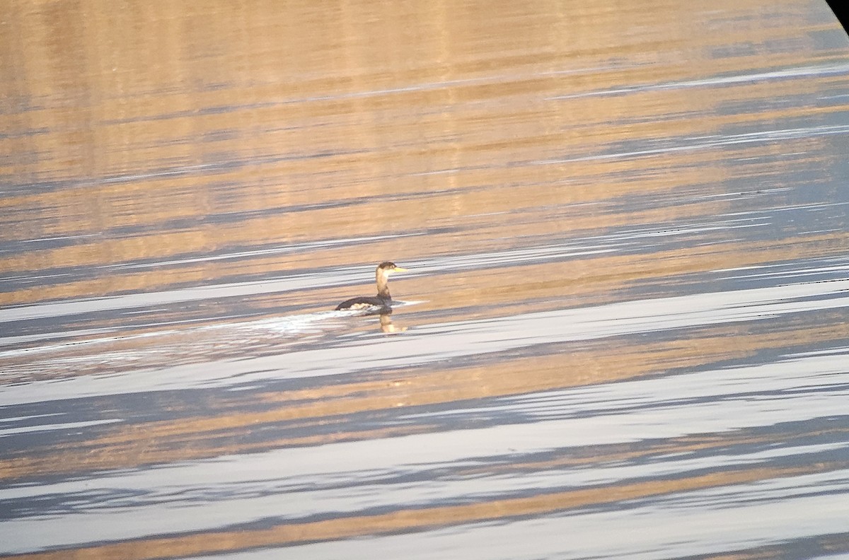 Red-necked Grebe - ML628321355