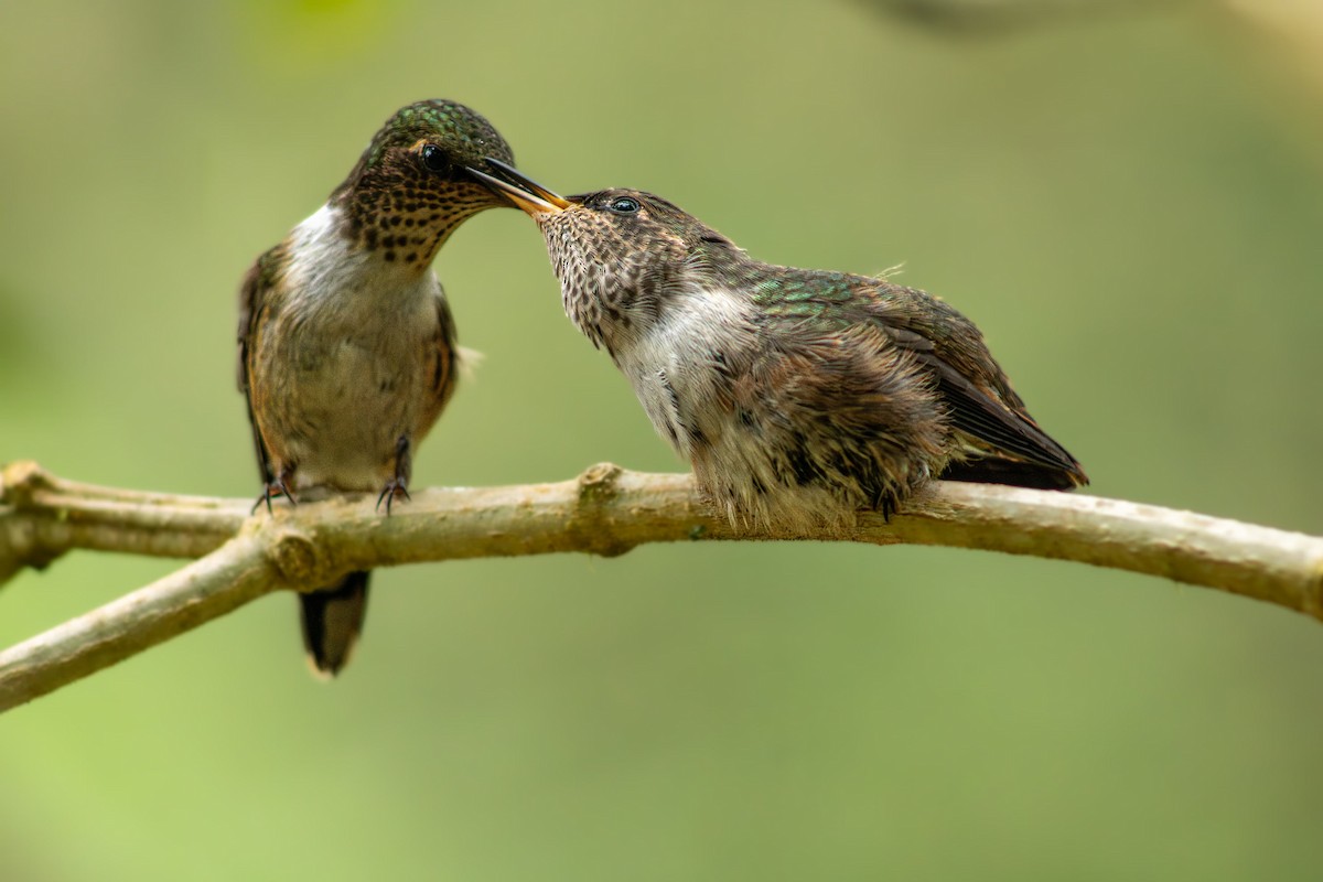 Volcano Hummingbird - ML628321356