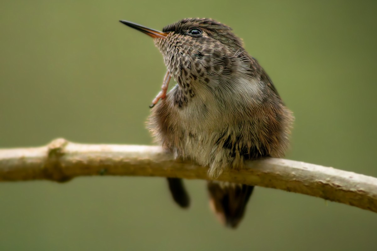 Volcano Hummingbird - ML628321357