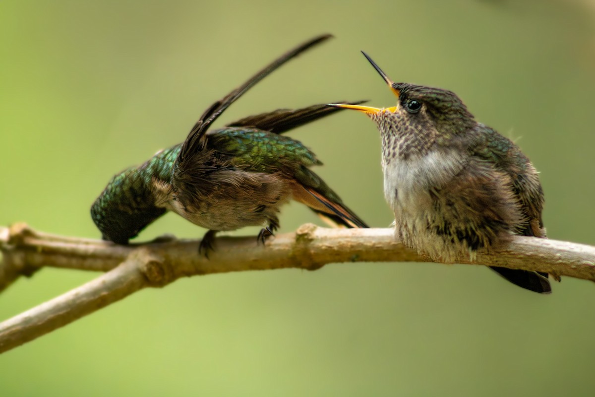 Volcano Hummingbird - ML628321358