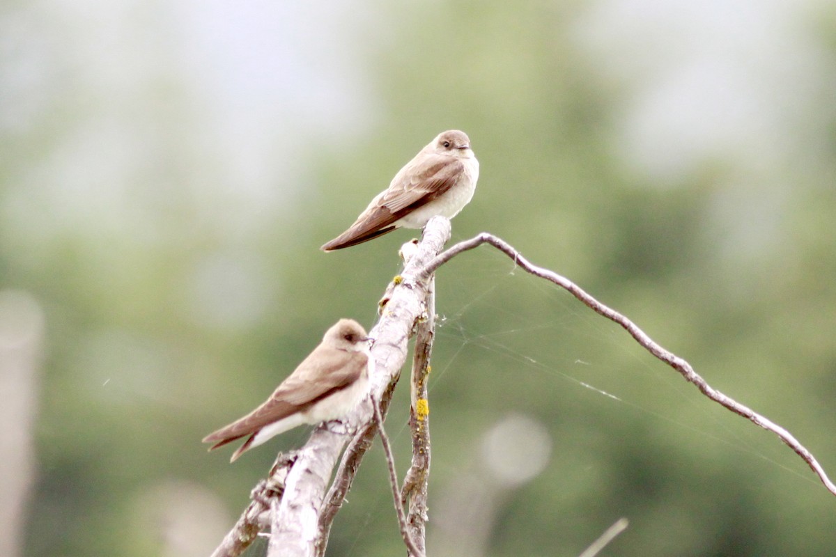 Northern Rough-winged Swallow - ML628321648