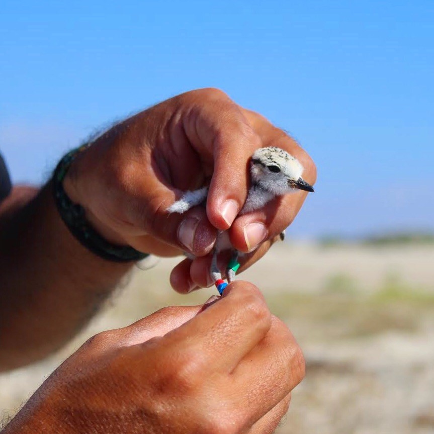 Snowy Plover - ML628321666