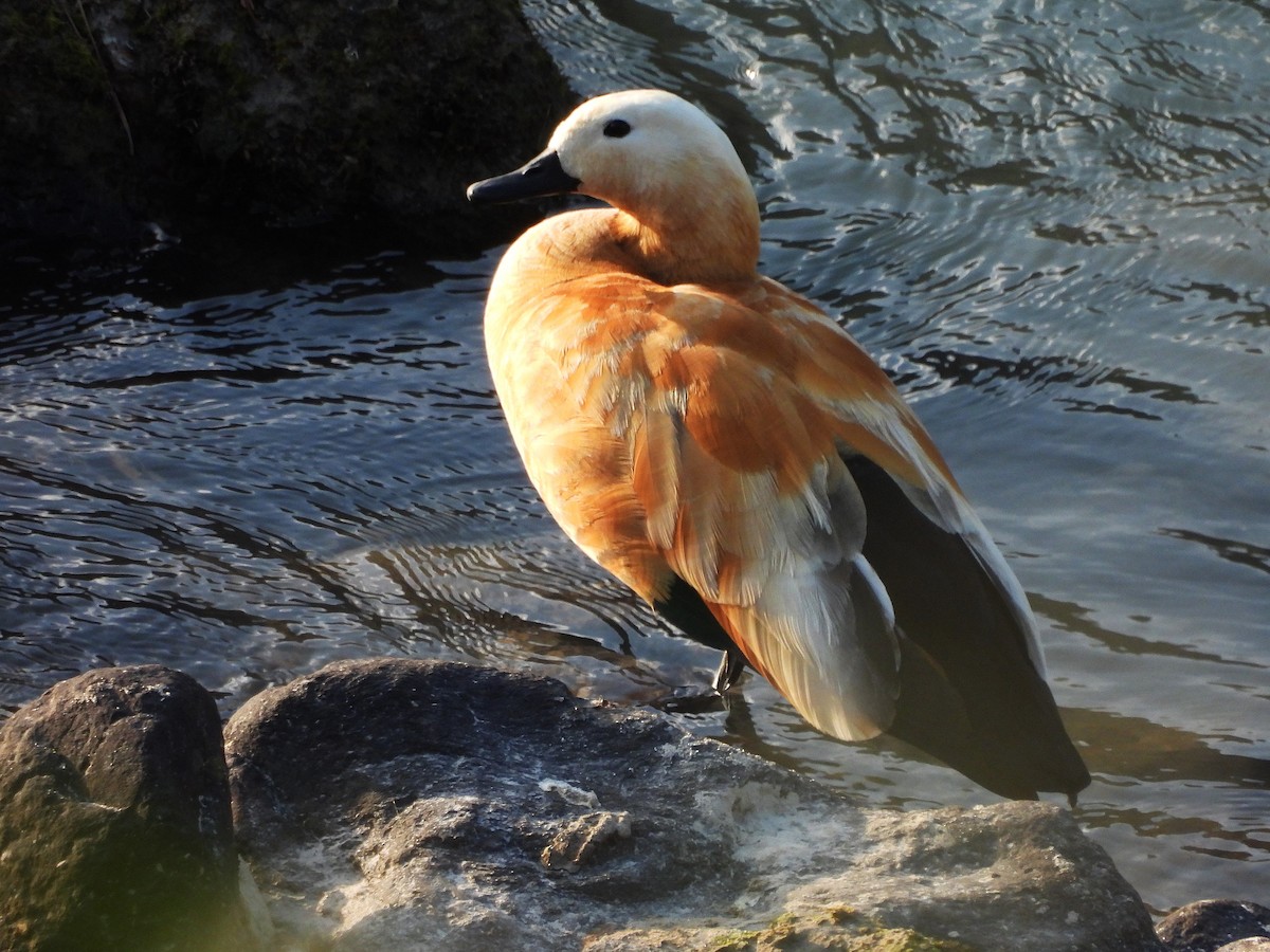 Ruddy Shelduck - ML628321808